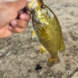 スモールマウスバス