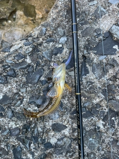 アナハゼの釣果