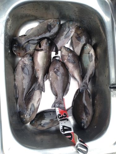 グレの釣果