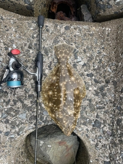 ヒラメの釣果