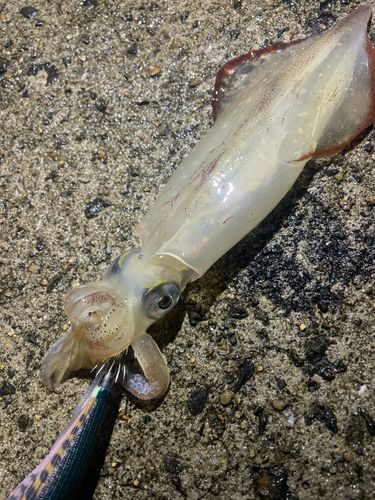 ササイカの釣果