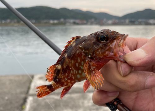 カサゴの釣果