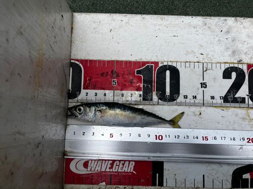サバの釣果