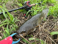 マナマズの釣果