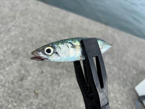 サバの釣果