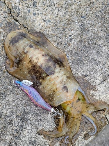 アオリイカの釣果