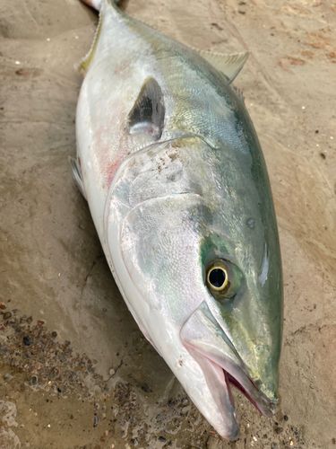 ワラサの釣果