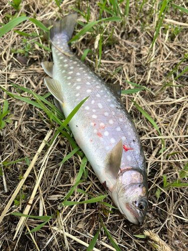 アメマスの釣果