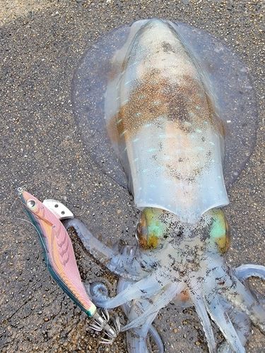 アオリイカの釣果