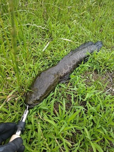 ライギョの釣果