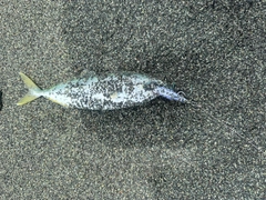 ワカシの釣果