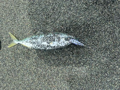 ワカシの釣果
