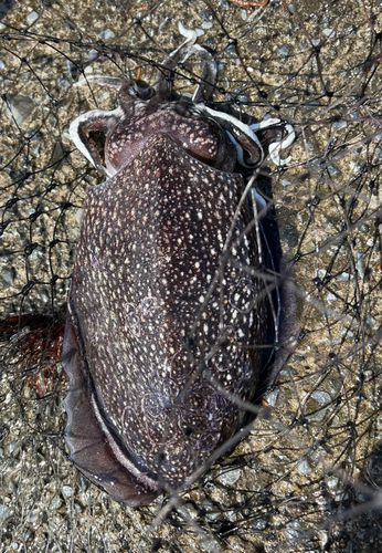 シリヤケイカの釣果