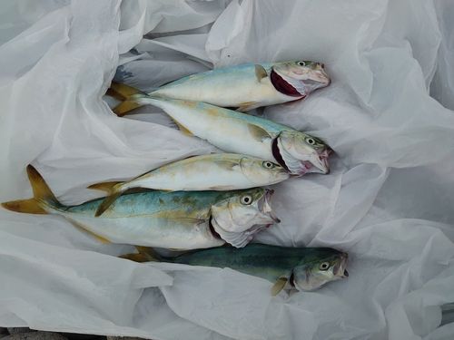 ワカシの釣果