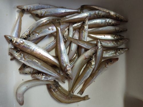 キスの釣果