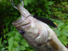 ブラックバスの釣果