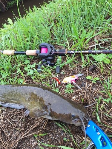 マナマズの釣果