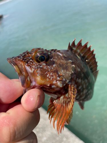 アイゴの釣果