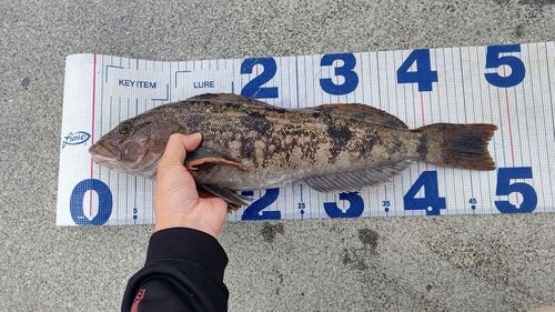 アイナメの釣果