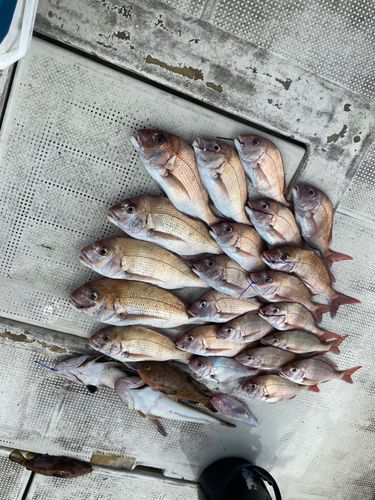 タイの釣果