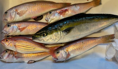 シロアマダイの釣果