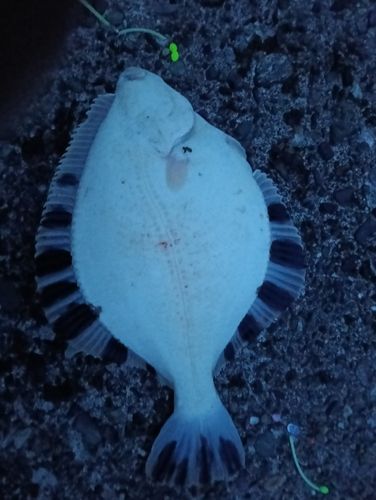 カワガレイの釣果