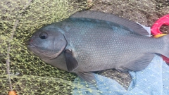 オナガグレの釣果