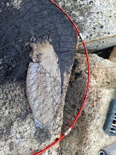 モンゴウイカの釣果