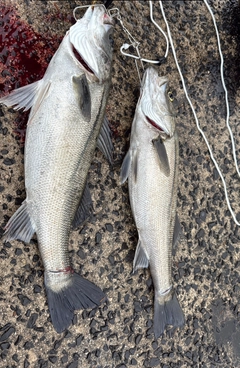 スズキの釣果