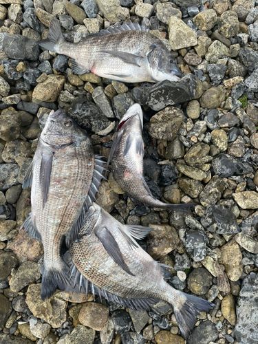 チヌの釣果