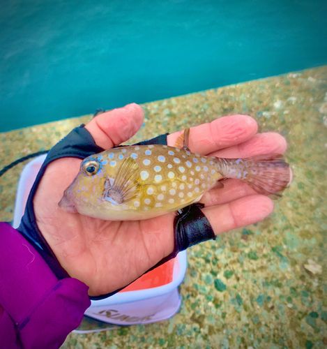 ハコフグの釣果