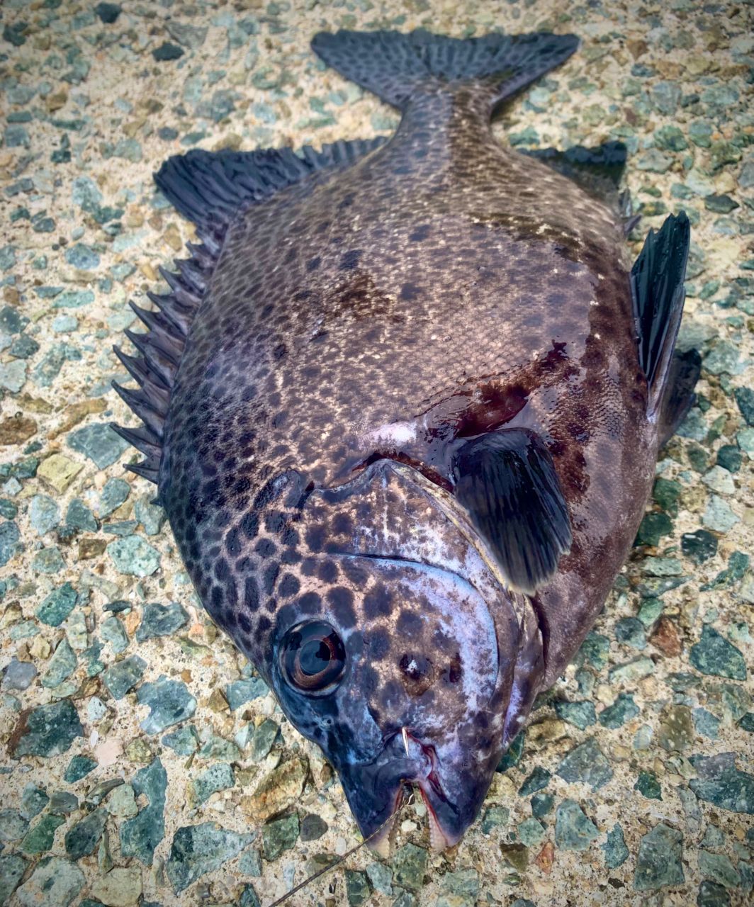 和歌山のもりもっちゃんさんの釣果 2枚目の画像