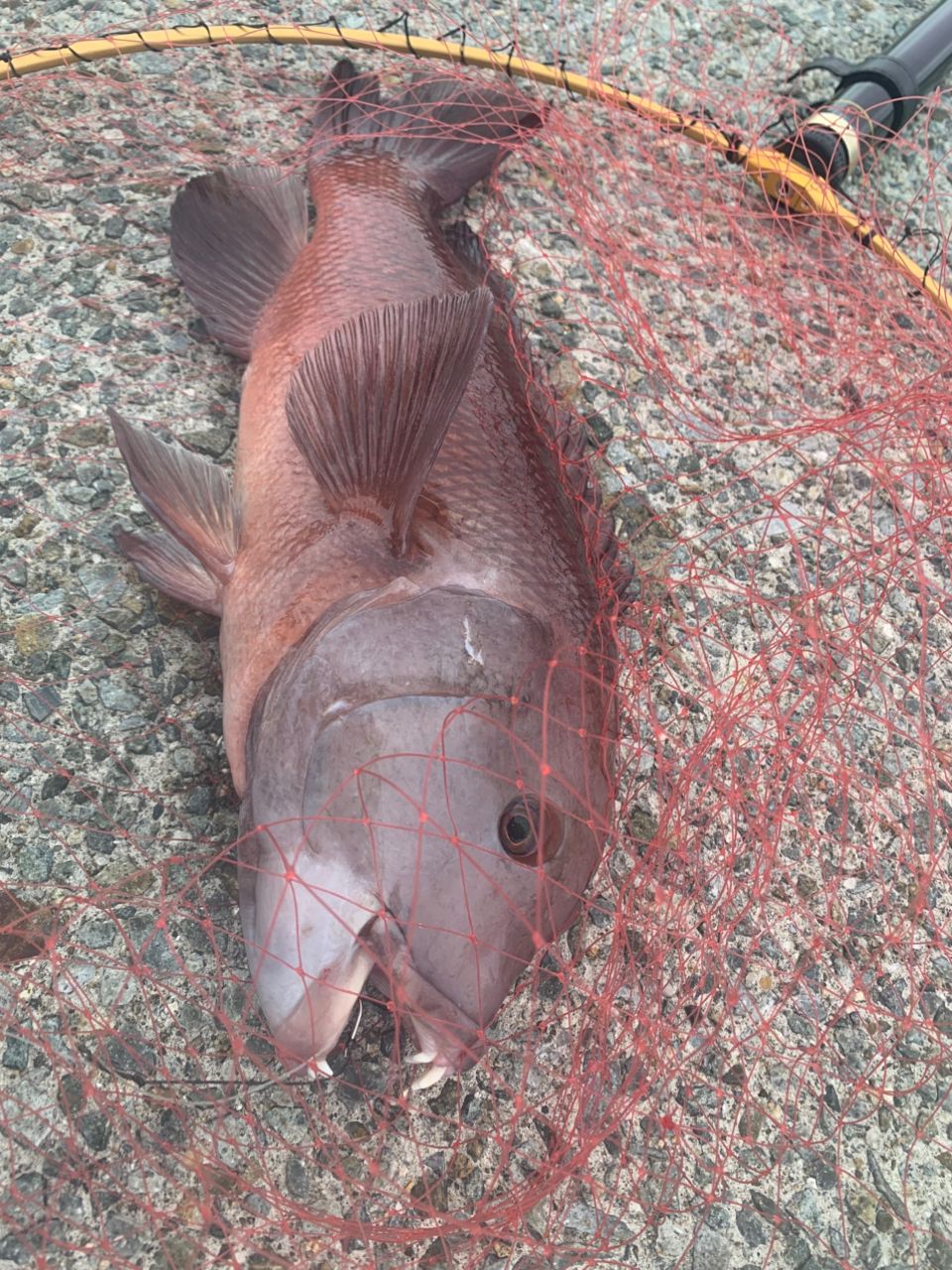 和歌山のもりもっちゃんさんの釣果 3枚目の画像