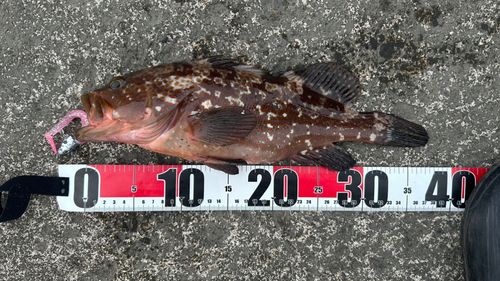 キジハタの釣果