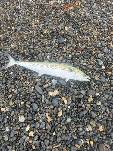 サゴシの釣果