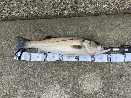 セイゴ（マルスズキ）