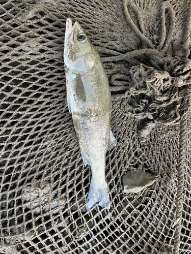 フッコ（マルスズキ）の釣果