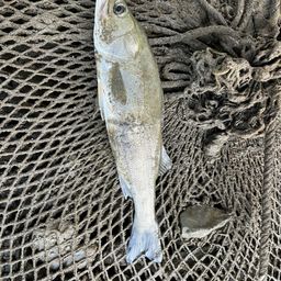 フッコ(マルスズキ)