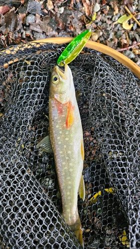 アメマスの釣果
