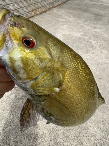 スモールマウスバスの釣果