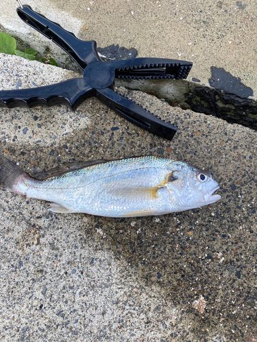 イシモチの釣果