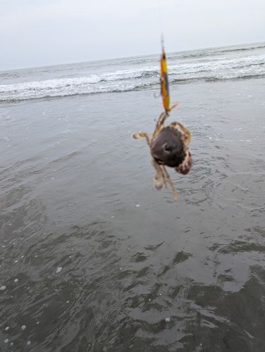 カニの釣果