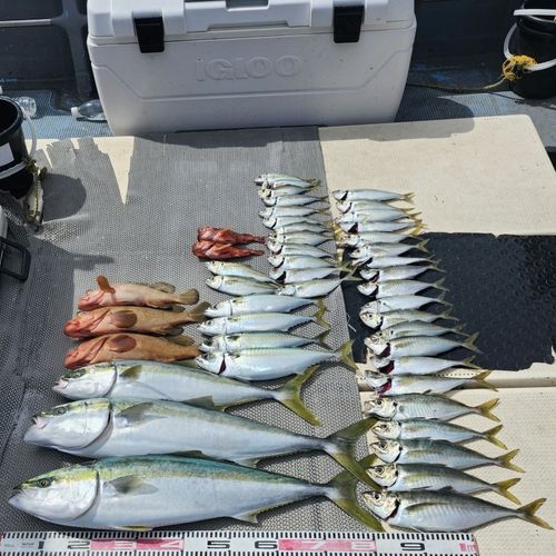 ブリの釣果