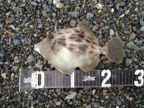 カワハギの釣果