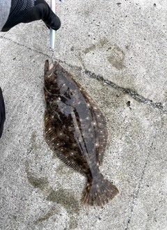 ソゲの釣果