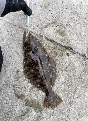 ソゲの釣果