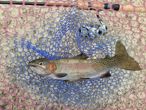 ニジマスの釣果