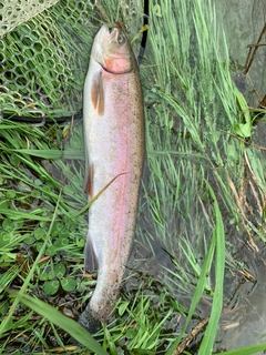 ニジマスの釣果