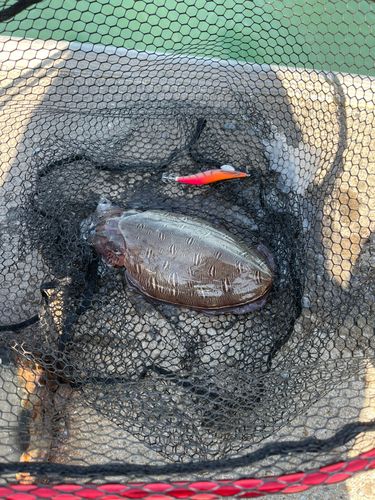 モンゴウイカの釣果