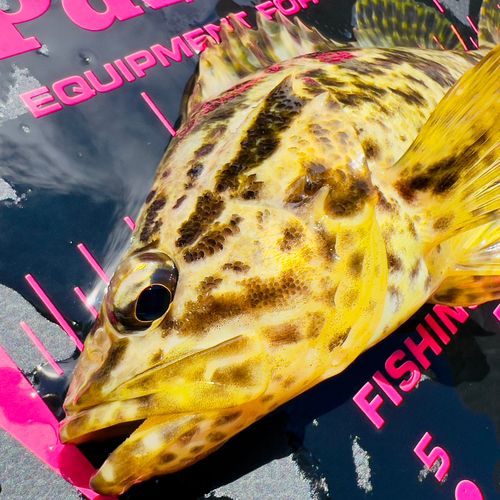 ベッコウゾイの釣果